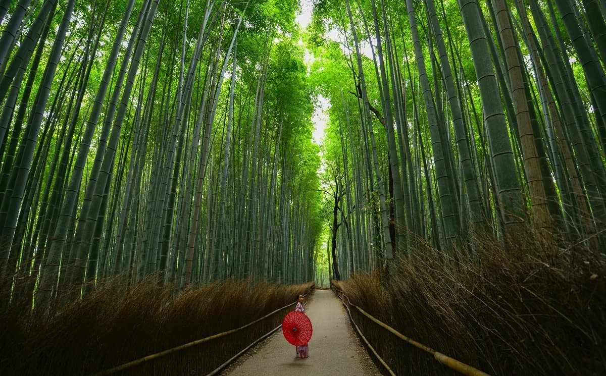 Bamboo Forest