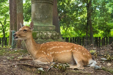 deer sitting down at Deer Park in Nara Japan
