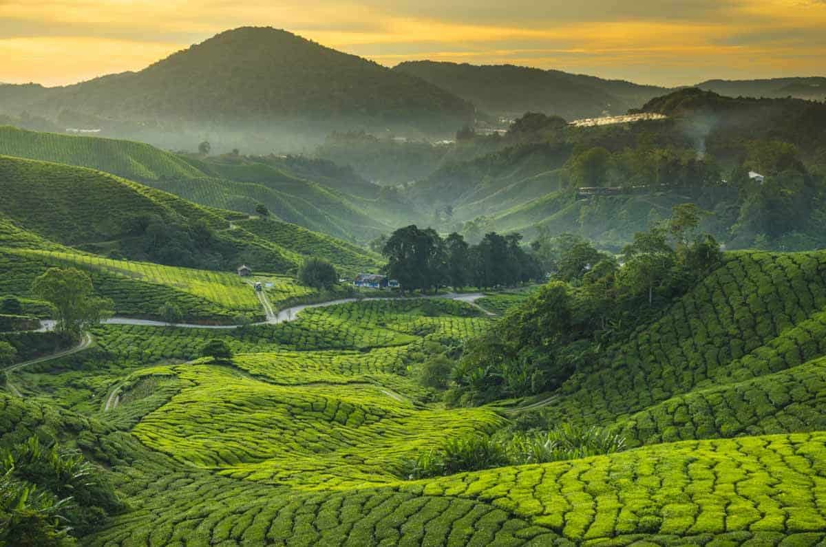 tea plantations at sunrise in the Cameron Highlands during Malaysia Itinerary