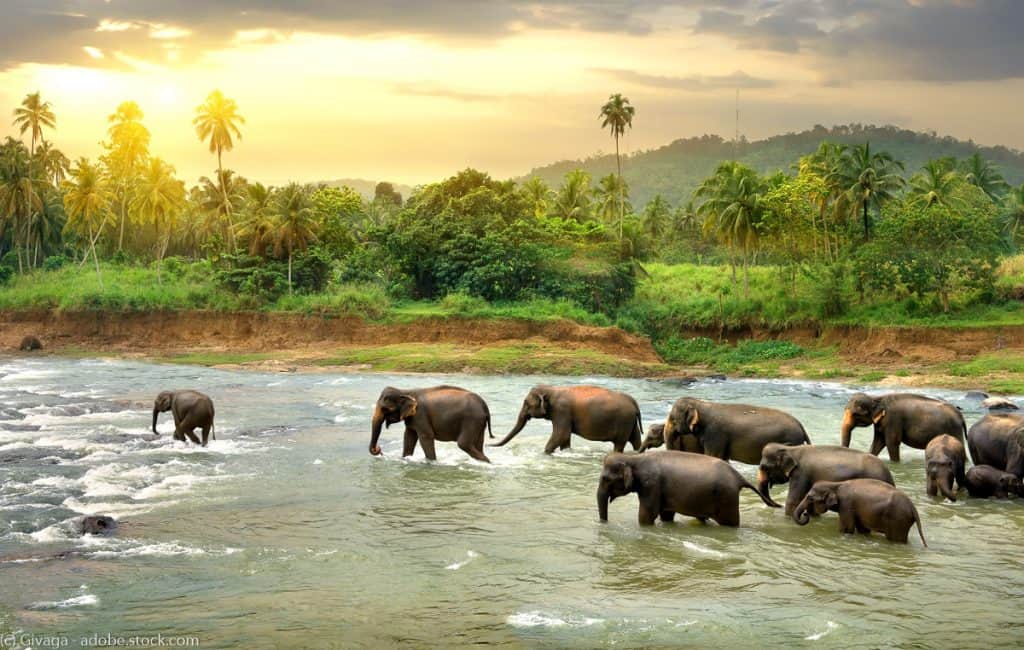 Elephants in water in Sri Lanka