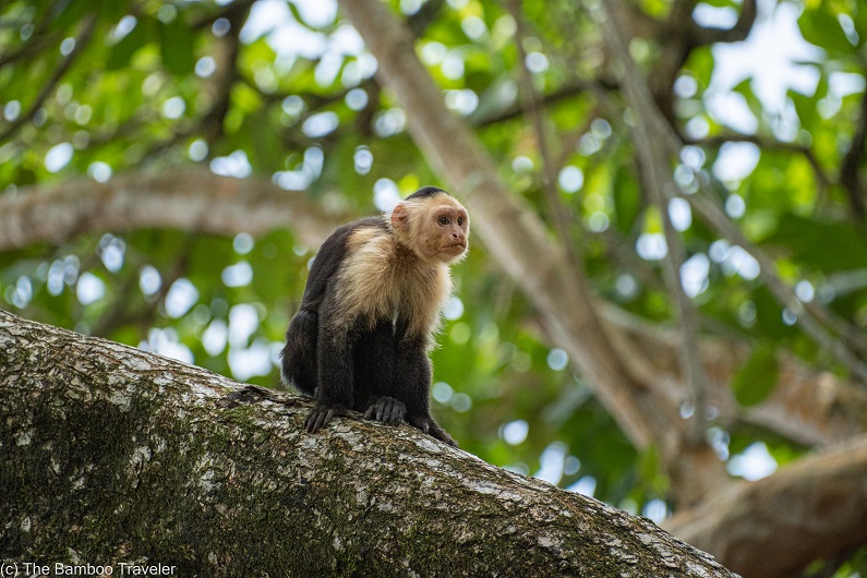 a spider monkey sitting on a tree at Cahuita National Park in Costa Rica