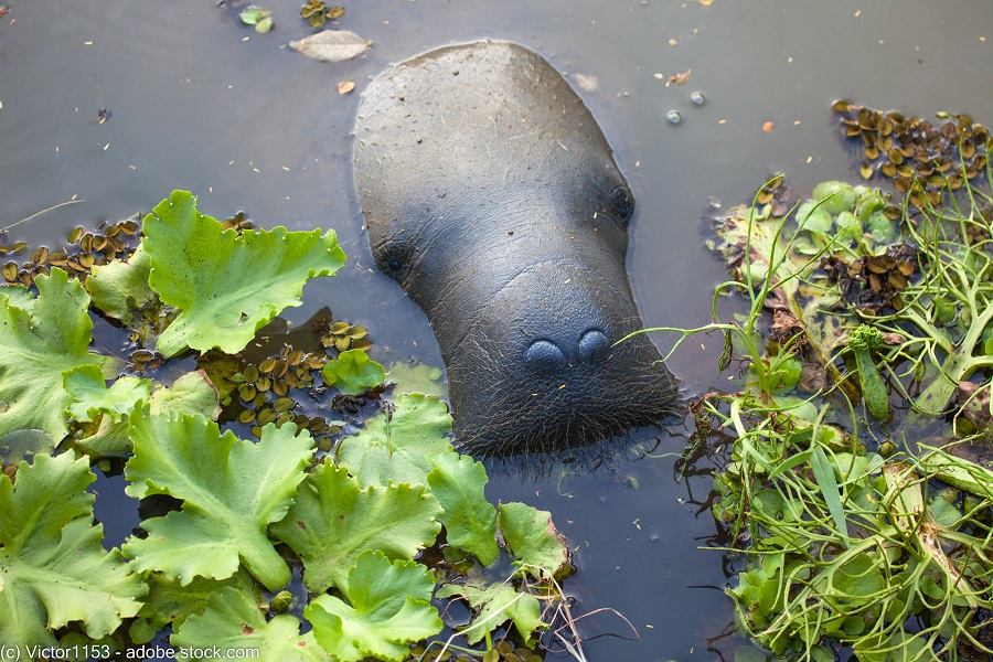 manatee sticking its head above water