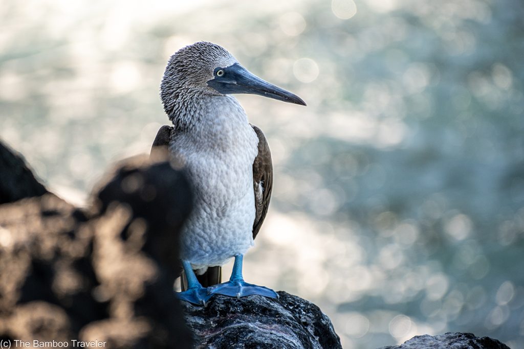 a blue footed boobie is standing on a rock