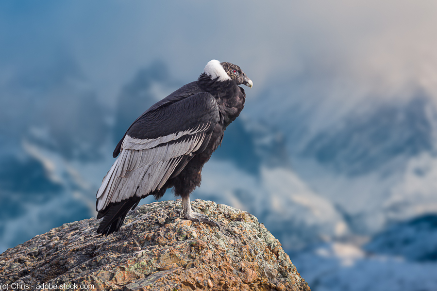 Andean Condor standing on a rock