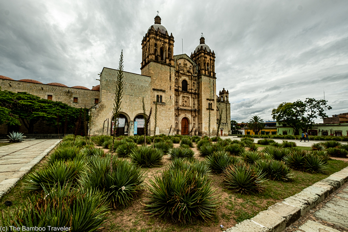 cactus in front of Santo Domingo church in Oaxaca City