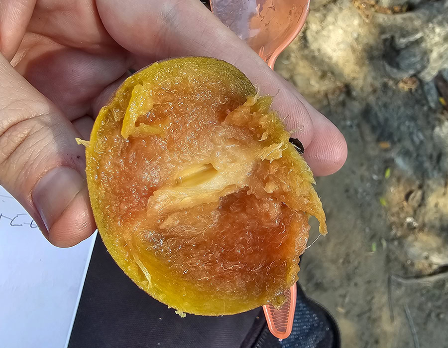 a hand holding a chico zapote that has been cut open