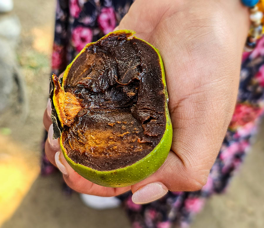 a hand holding half of a zapote negro fruit
