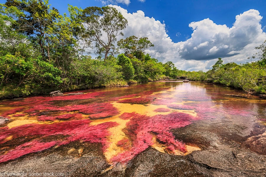 a river with red algae at Cano Cristales, one of the best places to visit in Colombia