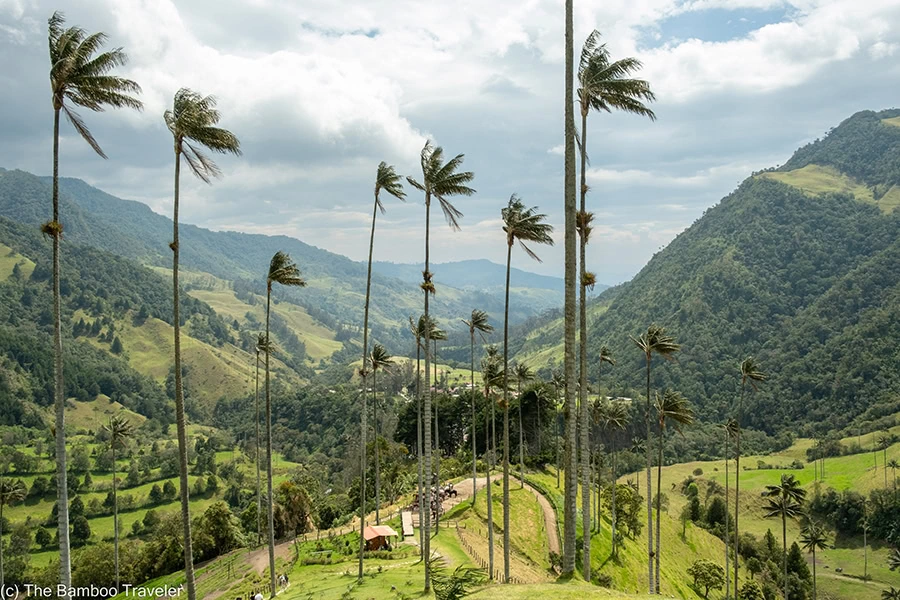 wax palm trees in the Cocora Valley in Colombia