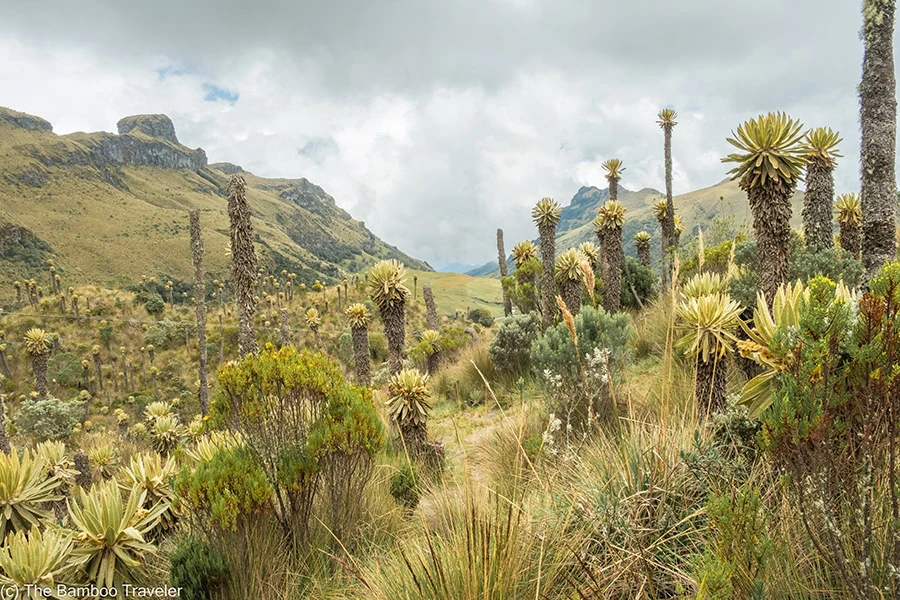 the paramo in Los Nevados National Park