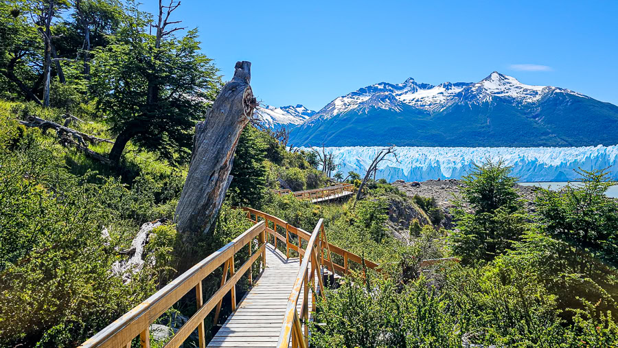 The wooden hiking trail leading back to the boat through a forest of lenga and guindo trees, offering a final view of the massive Perito Moreno glacier wall under a clear blue sky.