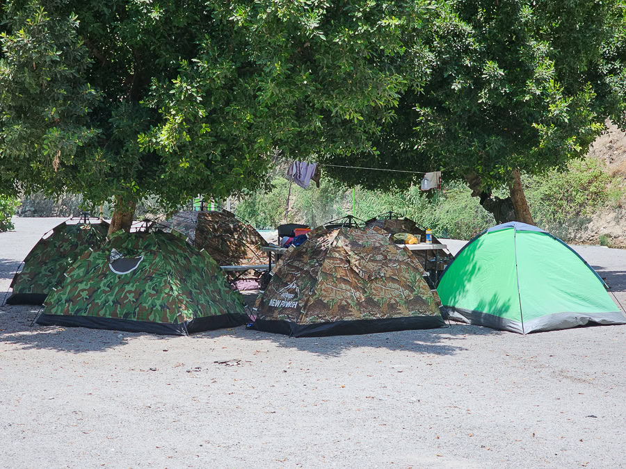 A group of camping tents under 2 trees.